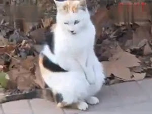Video Lucu dan Gokil Kucing Sedang Onani - webunic