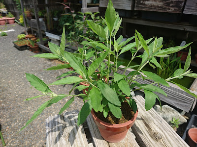 千日小坊　鉢植え