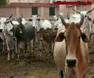 Gaumata was poisoned for six consecutive years in a unique experiment, which resulted in