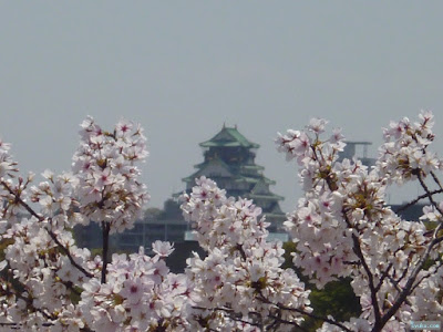 大阪城と桜