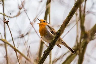 AMAZING VOICE OF VARIOUS BIRDS