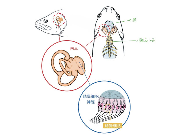 圖1：魚類內耳構造圖。魏氏小骨後端與鰾接觸，前端與內耳接觸。聽覺細胞感受到聲音的刺激後，將神經訊號透過神經元上傳到腦區，進行解析。