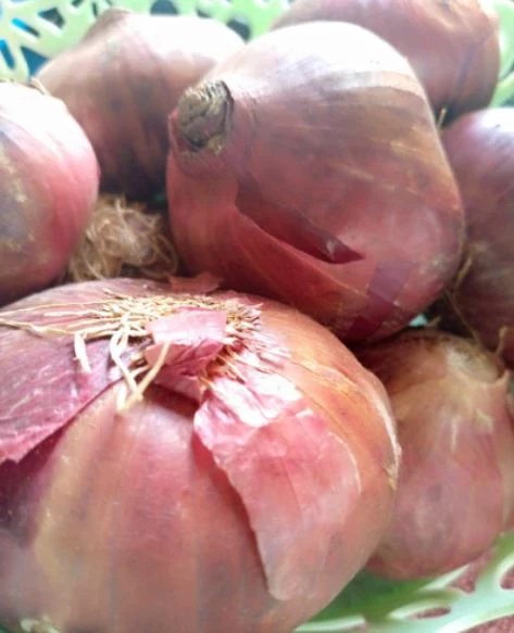 Onion