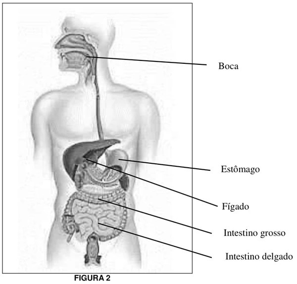 algumas partes do sistema digestório dos seres humanos