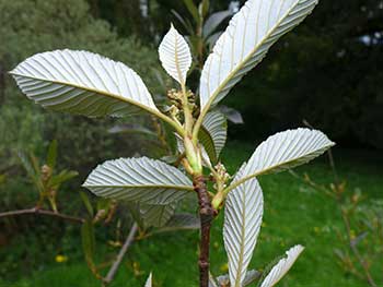 Рябина Данна / Ария Данна (Sorbus dunnii, =Aria dunnii)