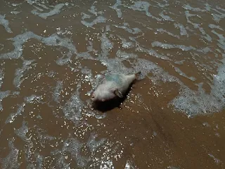 A dead puffer fish we found on the Braamspunt beach