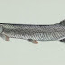 Sudah Dilarang, Ikan Aligator Masih Dijual Bebas
