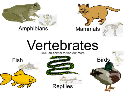 Klasifikasi Hewan Vertebrata