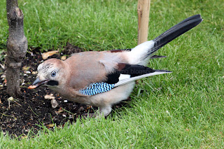 Jay stashing Peanut