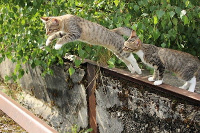 Seberapa tinggikah kucing bisa melompat dan bagaimana cara mereka melakukannya