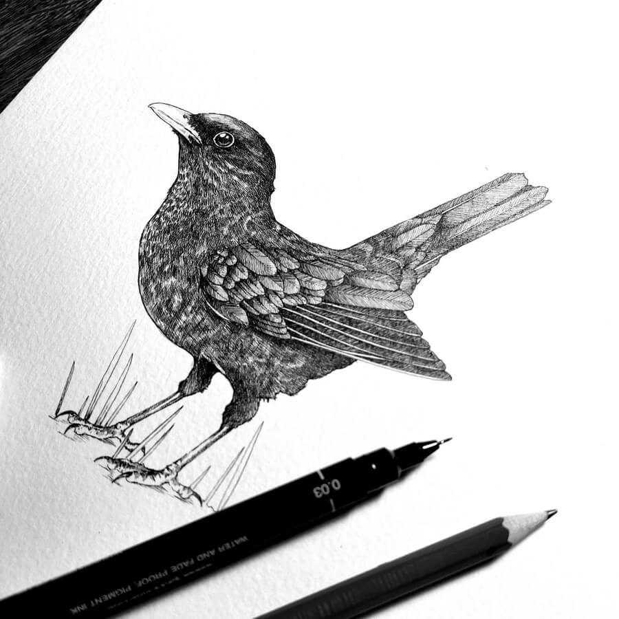 09-Blackbird-Animal-Drawings-Rebecca-Seddon-www-designstack-co