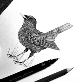 09-Blackbird-Animal-Drawings-Rebecca-Seddon-www-designstack-co