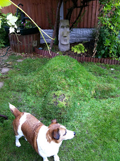 Bert and Wilson giant land tortoise living sculpture by Meera LYNN