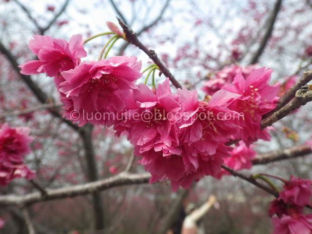 Taichung cherry blossoms