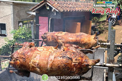 Jual Kambing Guling Muda Ciamis,Kambing Guling Ciamis,Jual Kambing Ciamis,Kambing Guling Muda Ciamis,Kambing Guling,