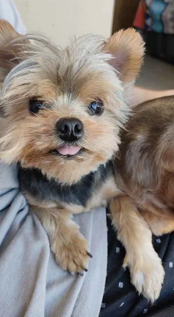 Adopt a tiny 5 year old female Yorkshire Terrier