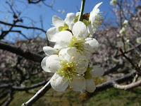 今年の春は梅の開花が2週間余り遅れたが綺麗に咲いていた。