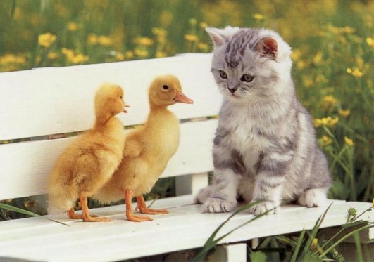 cute kitten with two ducks