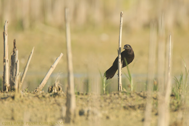 common grackle egg. The Common Grackle above was