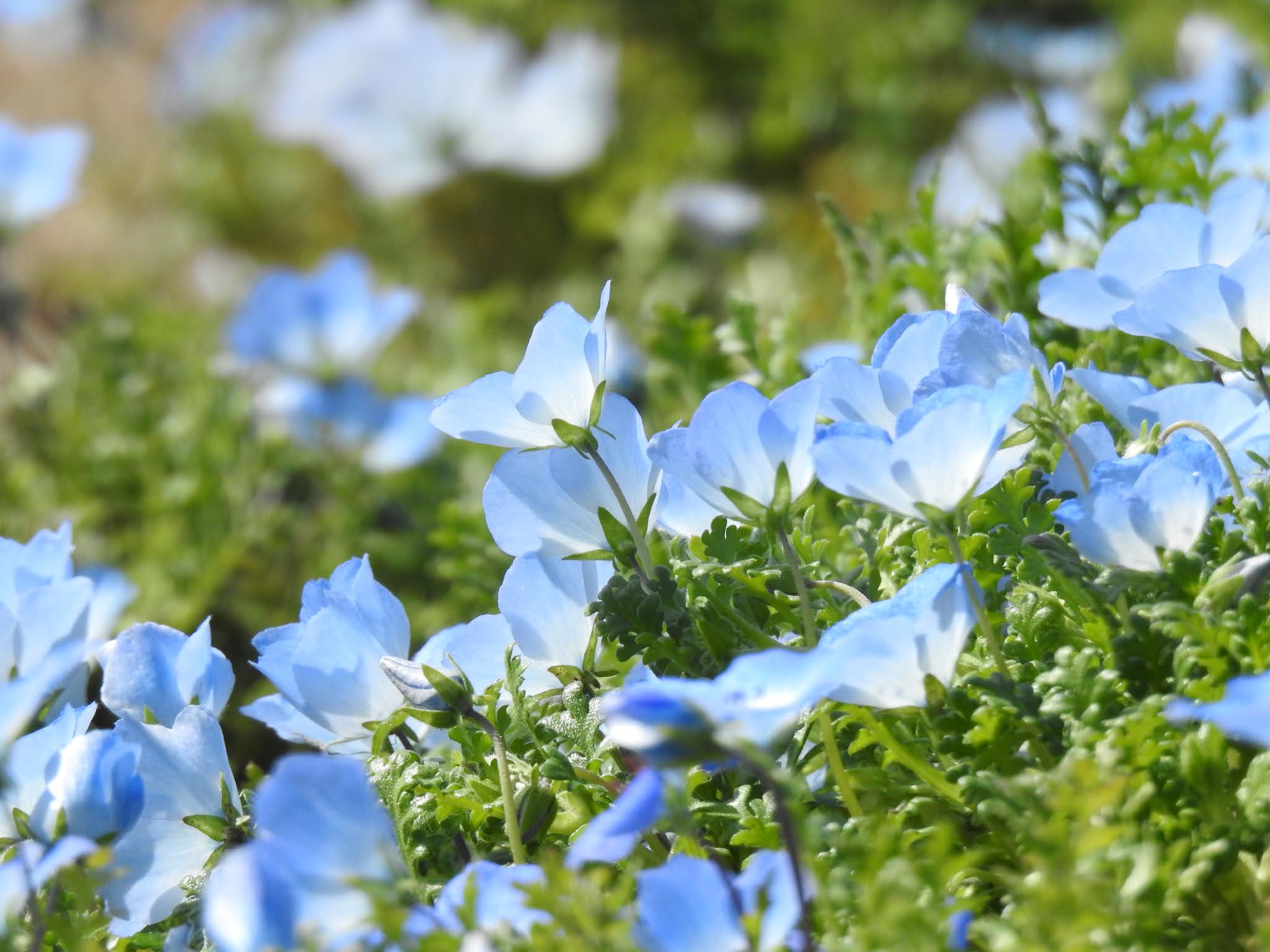21開花状況 大阪市長居植物園でネモフィラを見る 桜でお花見も