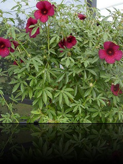 hibiscus-cannabinus