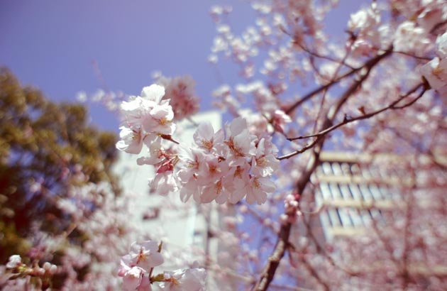 2011近所の桜