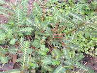 Meniran ( Phyllanthusurinaria Linn )