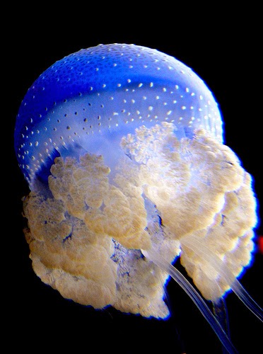 25 Foto Hewan  Laut  Ubur Ubur Dalam Akuarium Terbesar Di 