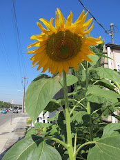 sunflower photo