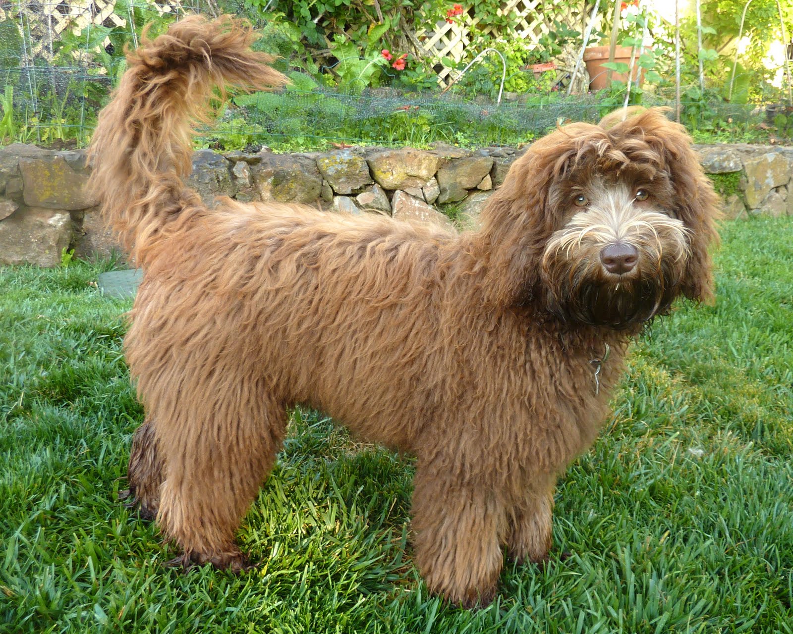 Golden Gate Labradoodles: Authentic Australian Labradoodles