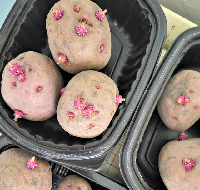 Chitted potatoes beginning to sprout