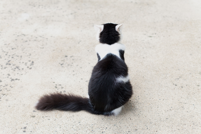 back photo of black and white cat