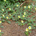 Abrojo (Tribulus terrestris) - Usos en Medicina Natural