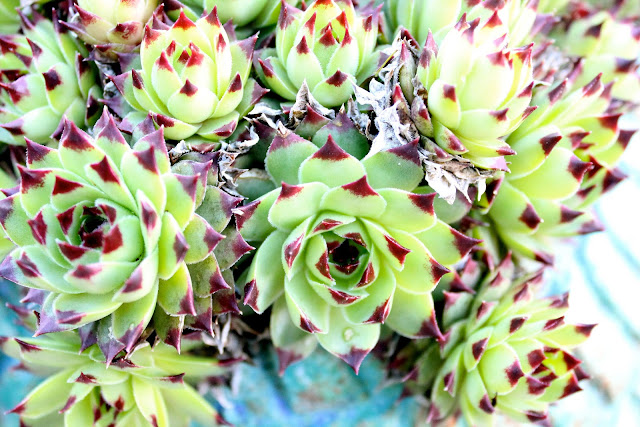 green succulents