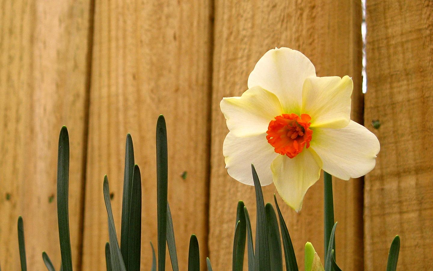 Daffodil Wallpapers - Latest