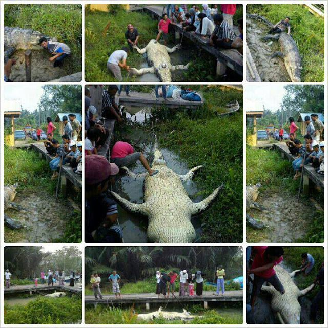 Gambar Dan Video Buaya Besar Di Kuala Selangor