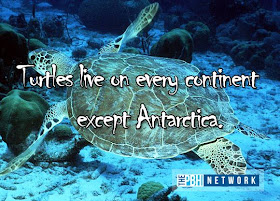 10 Amazing facts about ocean animals, amazing animals facts, ocean animal facts, turtle facts