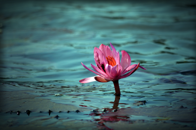 THE MUD THAT BLOOMS THE LOTUS ODDVerbs