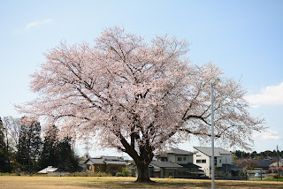 額田コミュニティ広場の桜