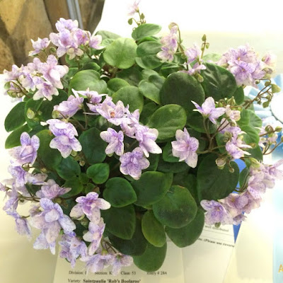 Pale lavender African violet