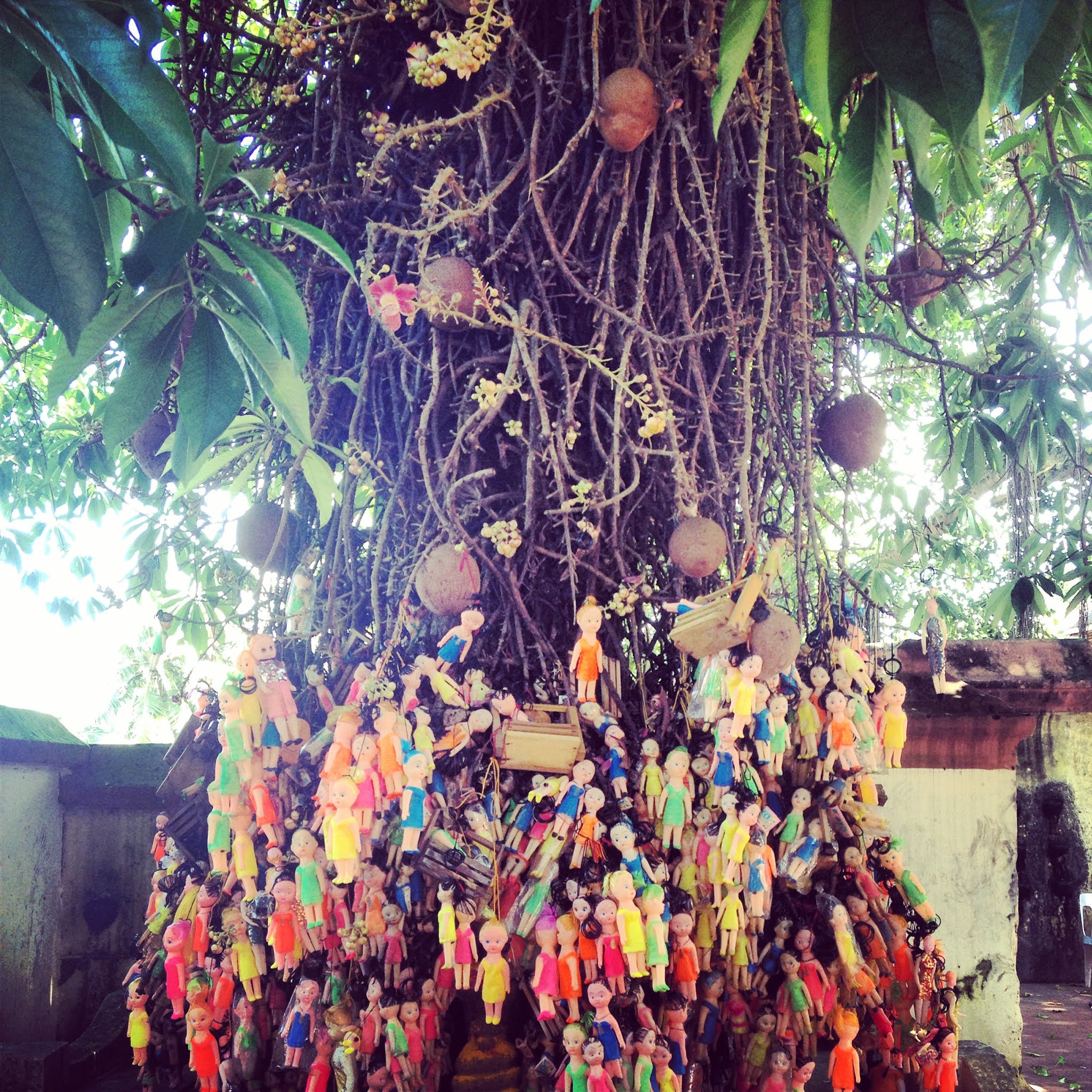 plastic dolls hanging from tree trunk in varkala kerala