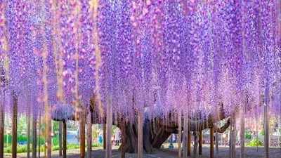 Wisteria Tree