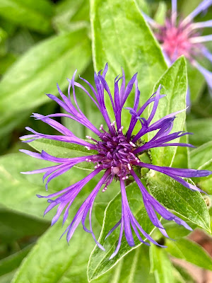 Single centaurea flower against a green background