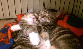 cute sleeping cats, funny cat pictures, funny cats