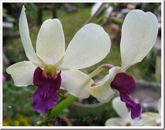04-29-dougs-orchid