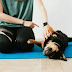 Tips for Training Your Dog: Your Comprehensive Guide to Positive Reinforcement Dog Training