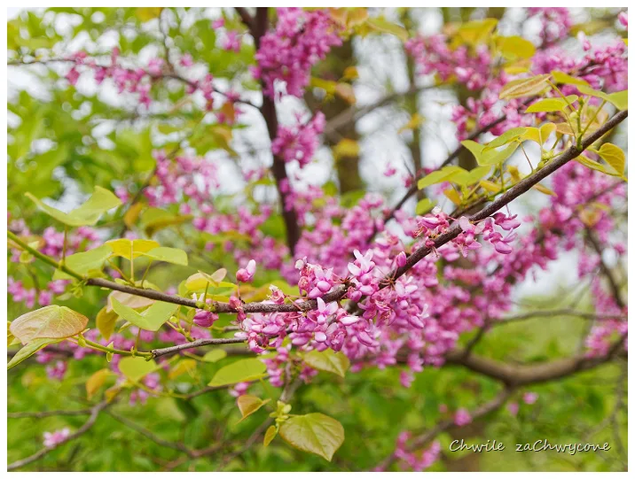 Judaszowiec kanadyjski Cercis canadensis