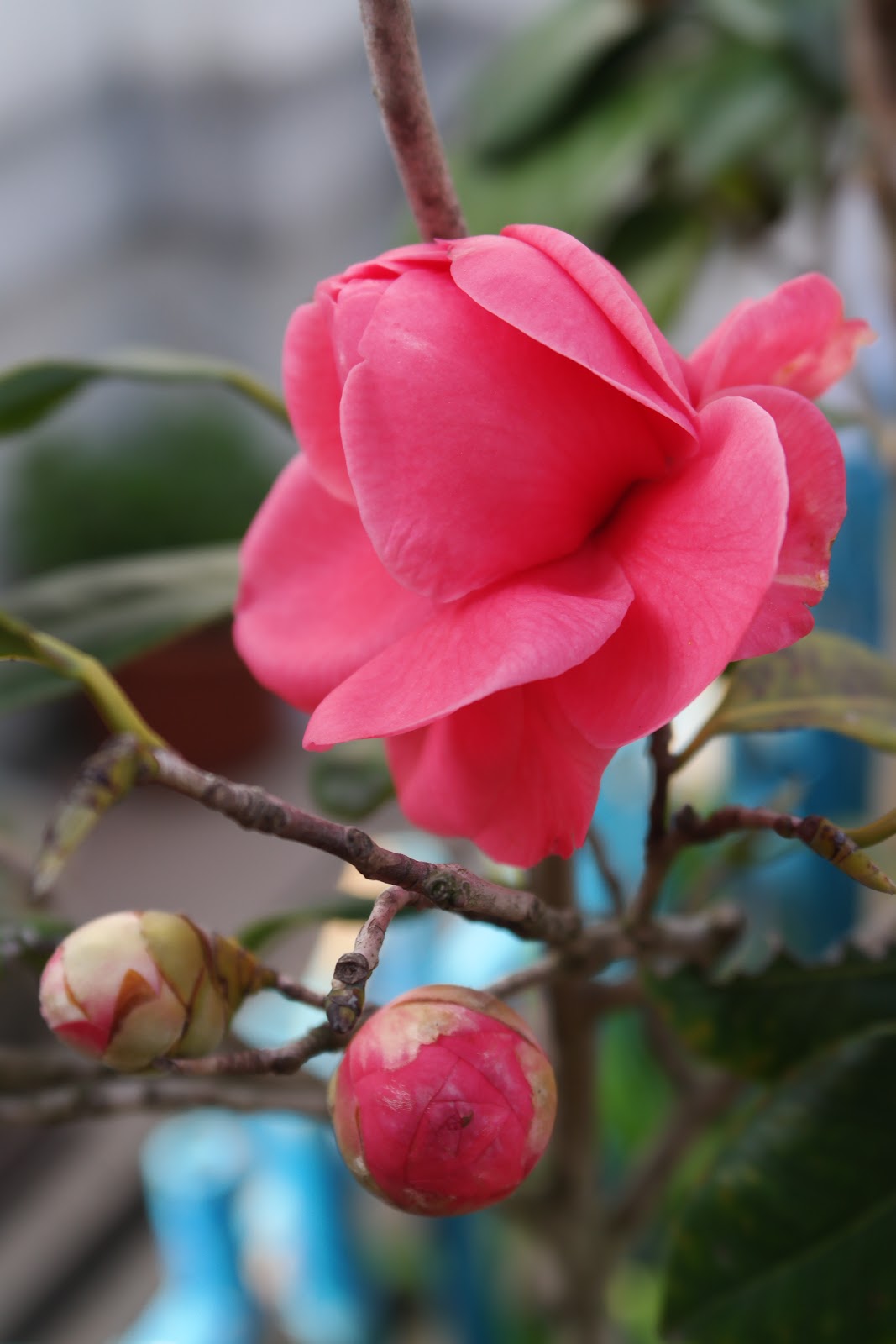 波特兰先生的博客 简说山茶花栽培camellia Cultivation