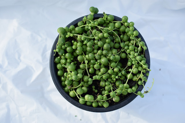 A close-up image of the 'String of Pearls' succulent showcasing its cascading strands of pearl-like beads and glistening water droplets, adding an elegant touch to any indoor garden.