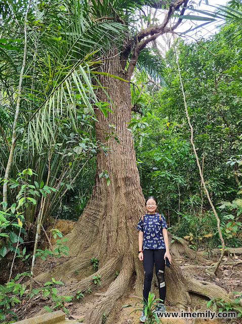 Taman Tugu Forest Trail Highlights